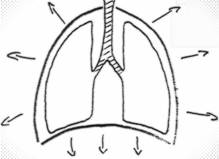 diaphragm