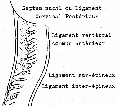 Septum nuchal profil détail