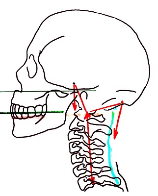 Septum nuchal profil